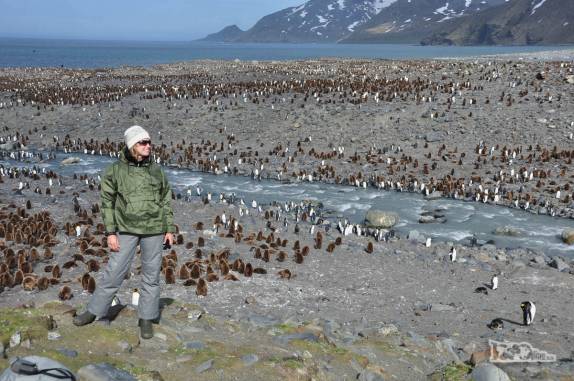 Visita a St Andrews Bay, na Geórgia do Sul, a maior colônia de pinguins rei do mundo, com quase 1 milhão de aves